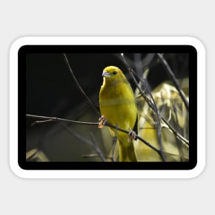 Yellow Bird Sticker